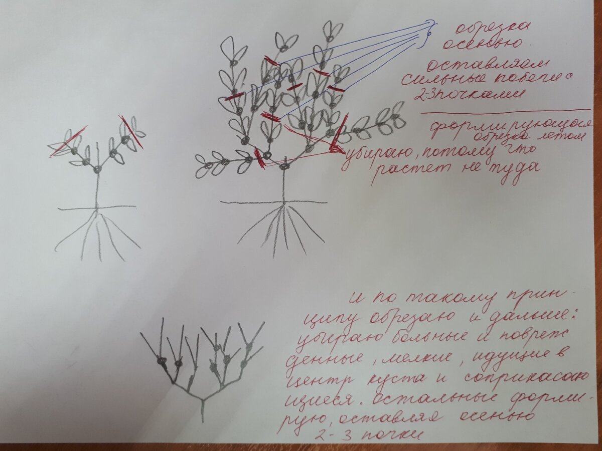 Схема обрезки гортензии