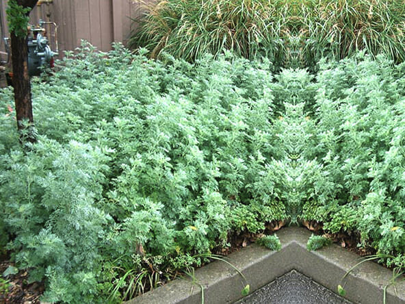 Полынь на дачном участке