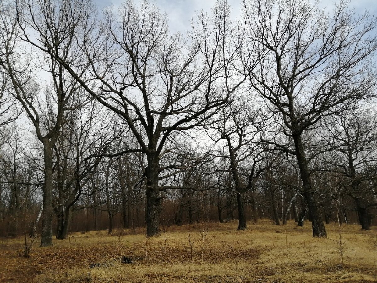 Дубрава. Фото автора