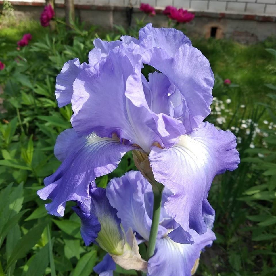 Ирисы. Фото автора 