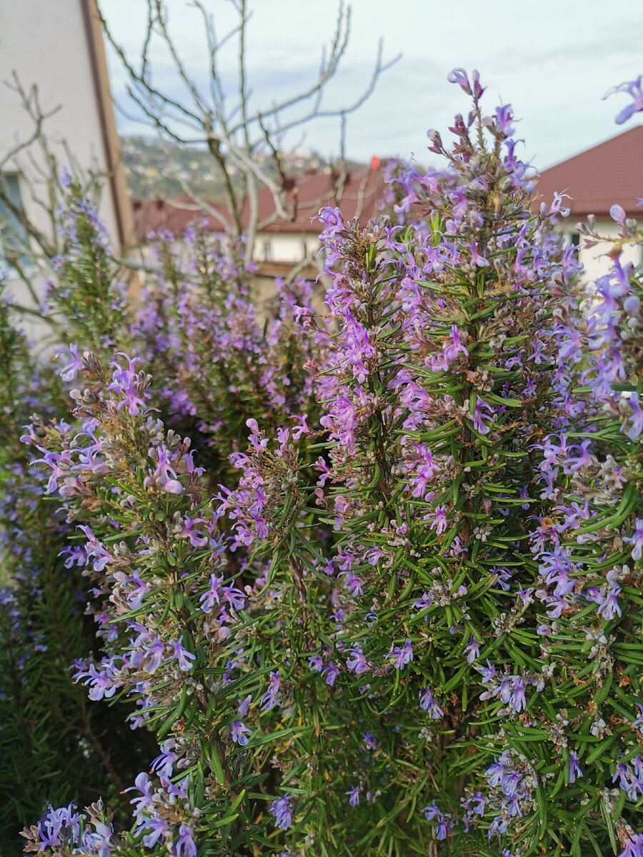 Розмарин цветёт в саду у соседей 