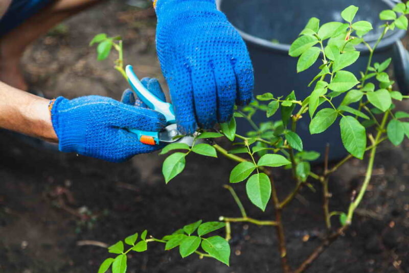 Autumn pruning rose bushes. Hands in blue work gloves cut shears shrub roses closeup
