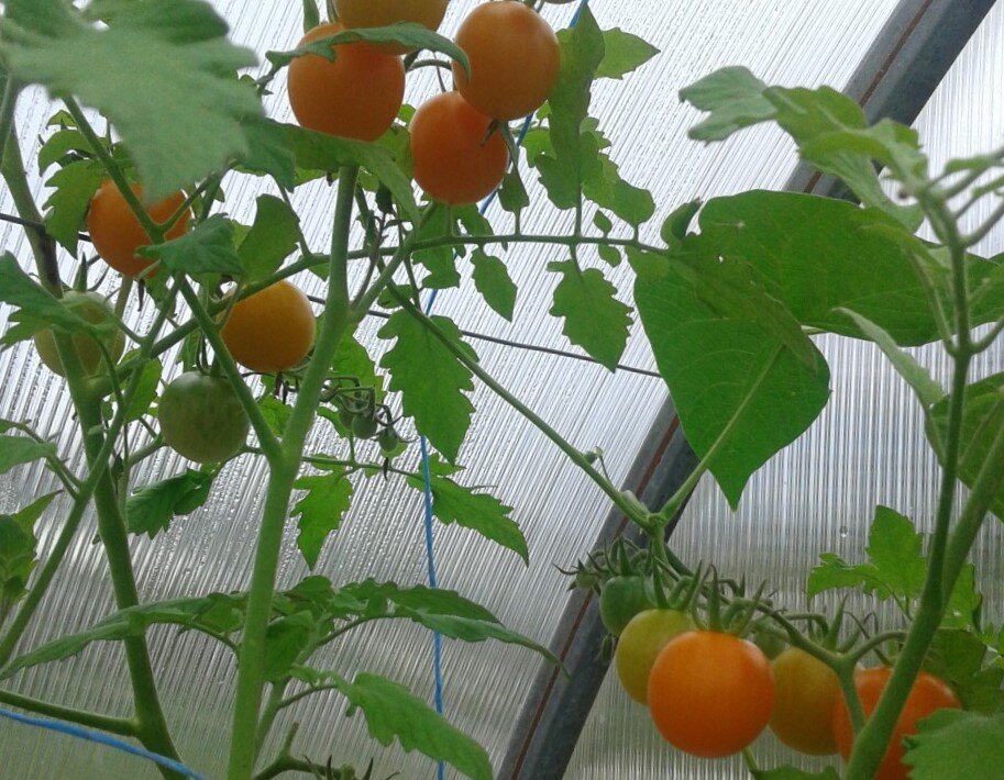 Помидоры в теплице. Фото автора