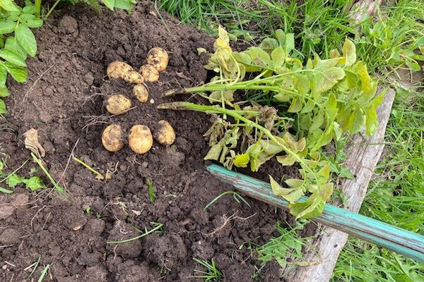 Зола при посадке картофеля: нужна ли она в лунке и можно ли ее добавлять?