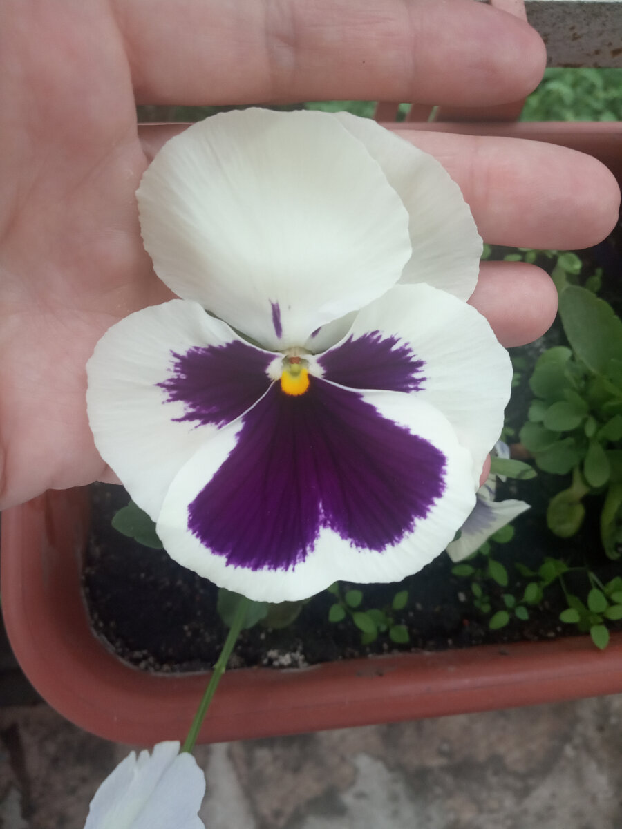 Анютины глазки