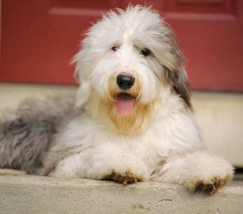 Эхинококкоз у собак: симптомы, диагностика и лечение