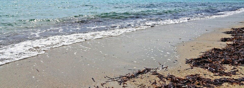 По мнению ученых, на разрастание водорослей, превращающих чистые  прибрежные воды в кисель, влияет и наплыв отдыхающих. В разгар сезона в  воде увеличивается количество азотных и фосфорных соединений,  образующихся от продуктов жизнедеятельности человека. Другими словами,  чем больше народа – тем больше кислорода для этой необычной водоросли,  которая радуется количеству туристов и начинает плодиться.

