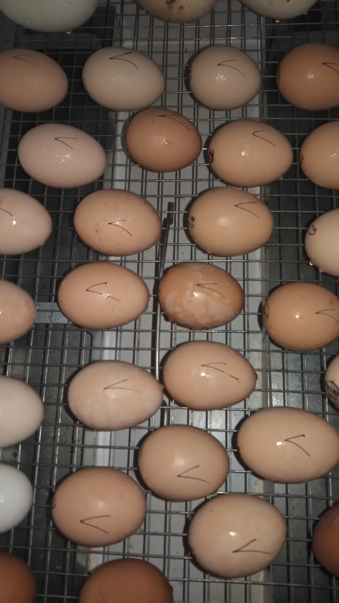 Инкубация куриных яиц - личный архив