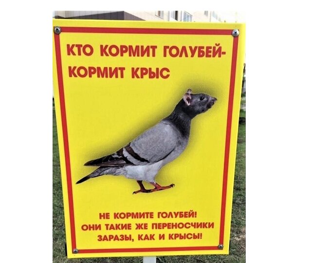 Чем опасны "летающие крысы" в городах: не только для людей.