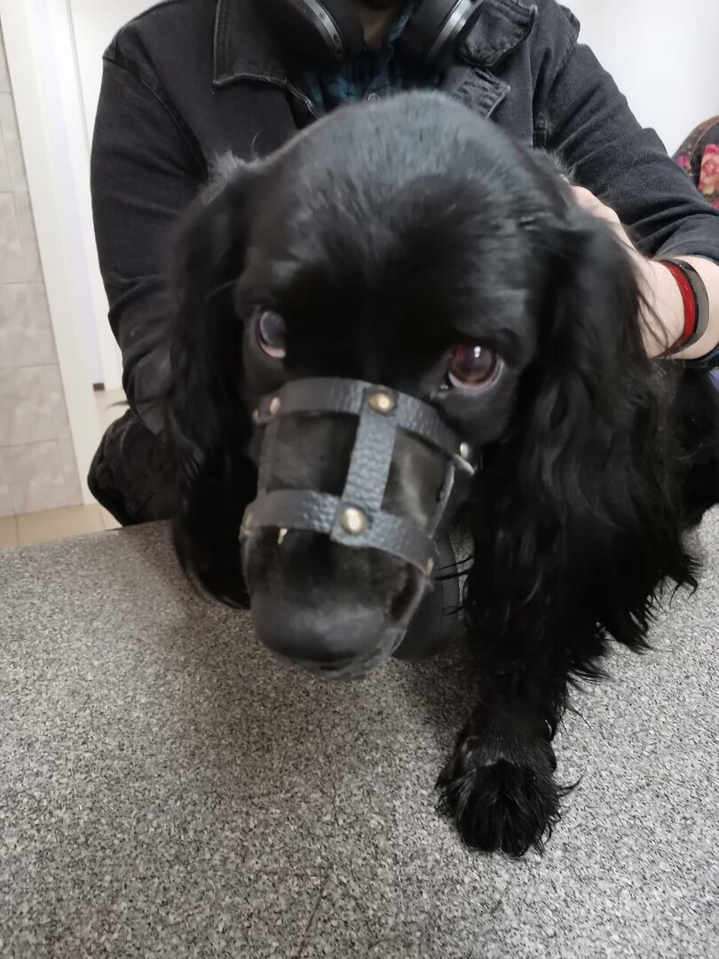 Собака после укуса клещом на приеме в ветеринарной клинике "Ветус"