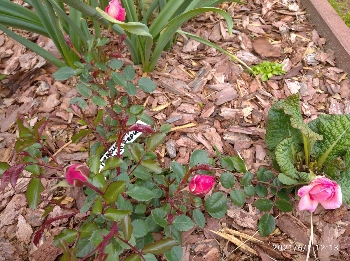 Персиан Мистери.