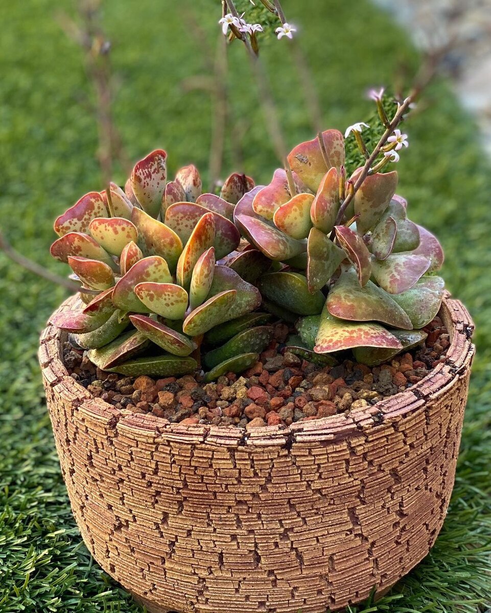 @mysucculentaddictionisreal