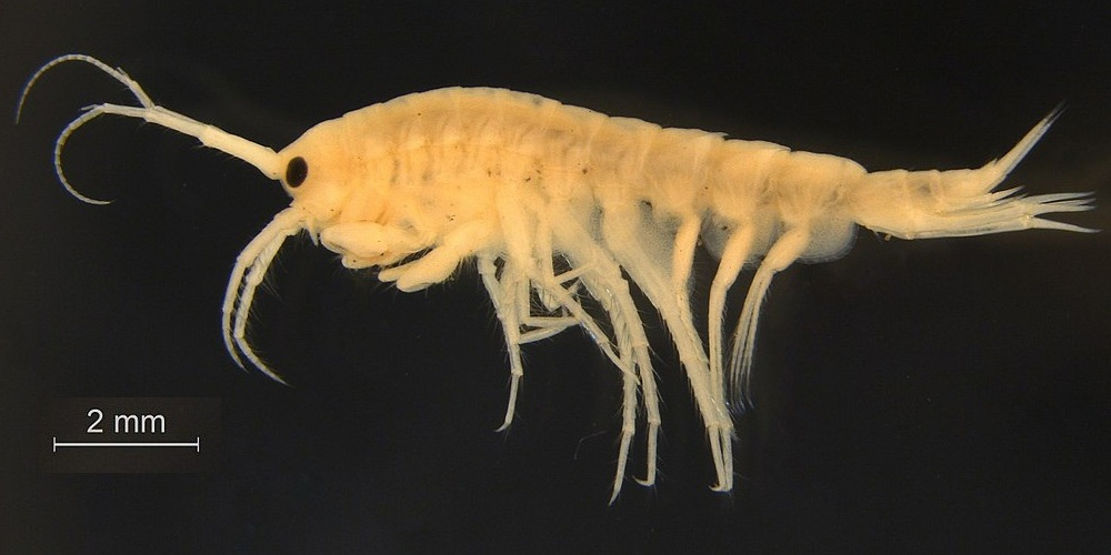 Фотографий этого вида очень мало, поэтому в статье мы будем использовать фото других видов бокоплавов. Но знайте, что наш герой выглядит именно так, как на этом фото. 