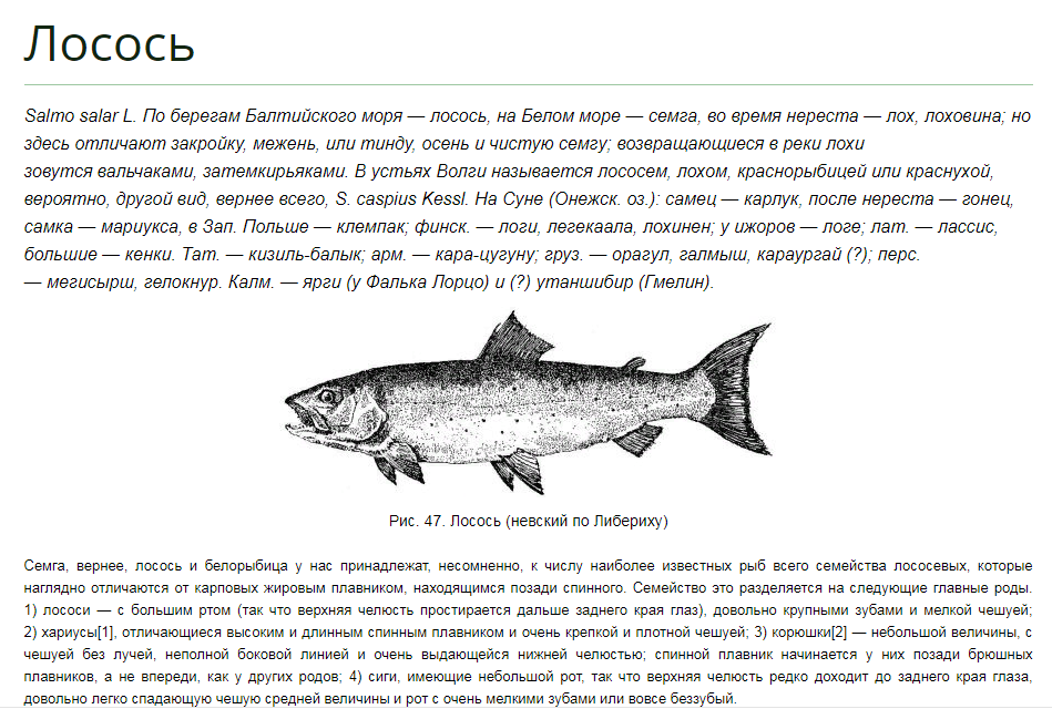 Атлантический лосось Salmo Salar. Рыба кижуч рисунок. Лосось польза. Виды лососёвых рыб в картинках с названиями.