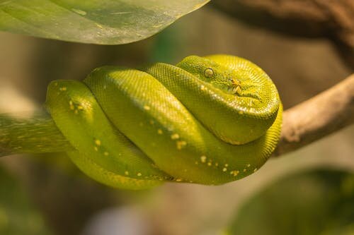 Зелёный питон (Morelia viridis)