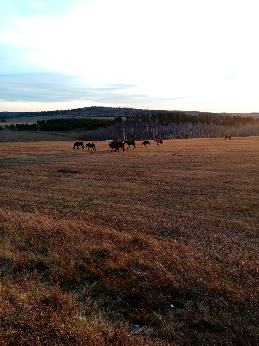 Лошади утром в поле 