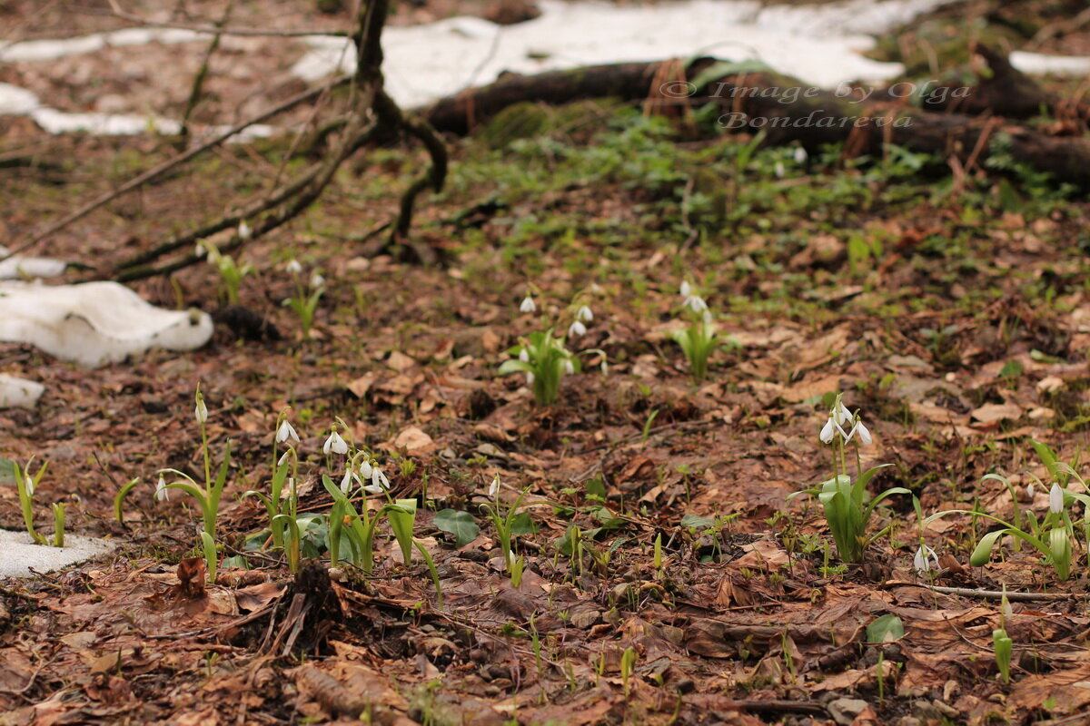 Galanthus panjutinii