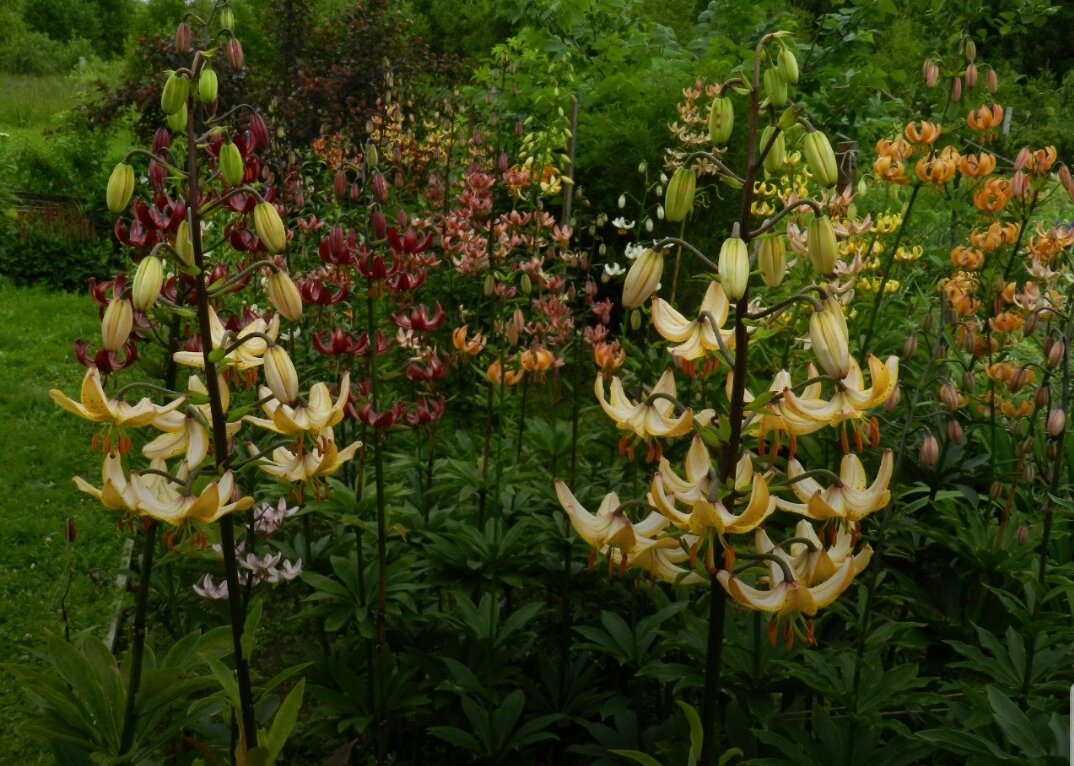 Фото и коллекция Наталья Мартагон VK