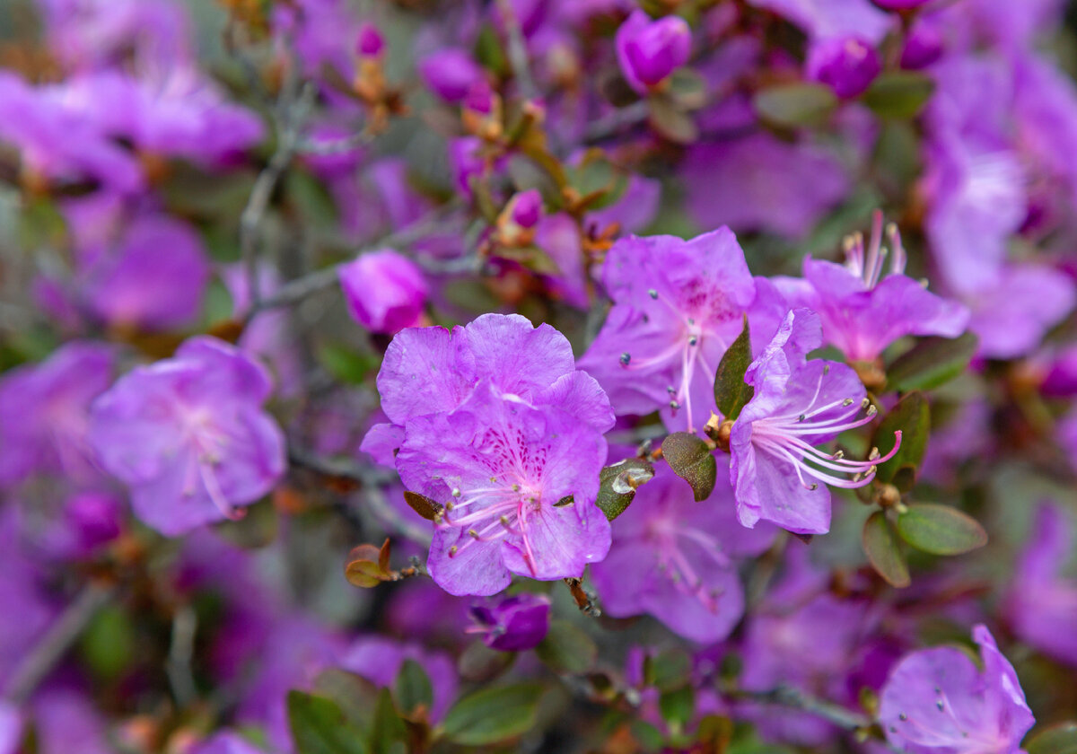 Фото Алексей Литвинов