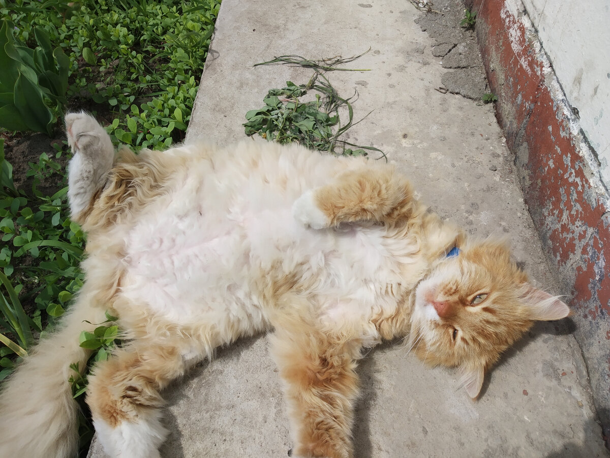 Мистер Жир греет пузо 