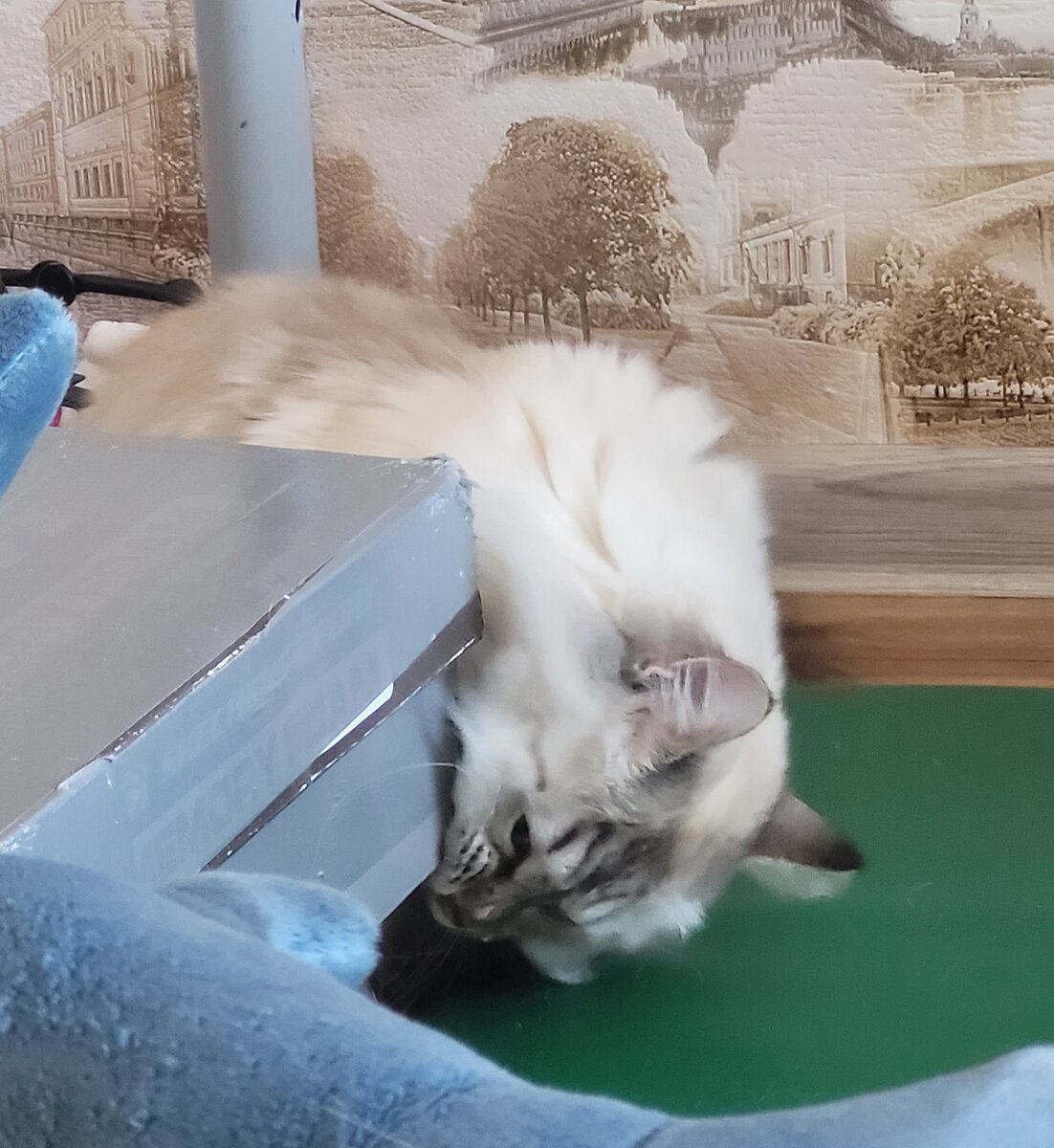 Порву, как коробку!