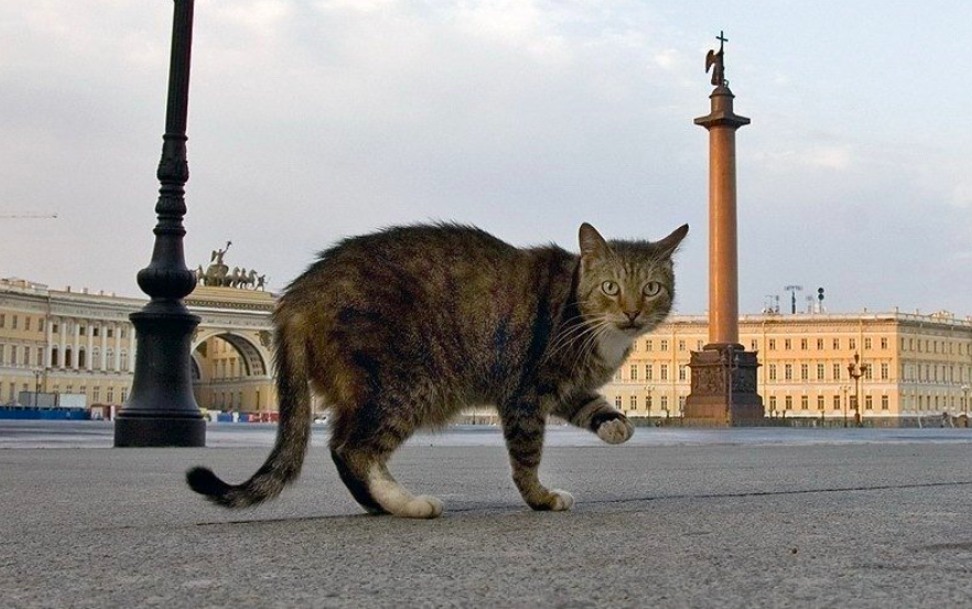 Кошки в санкт петербурге