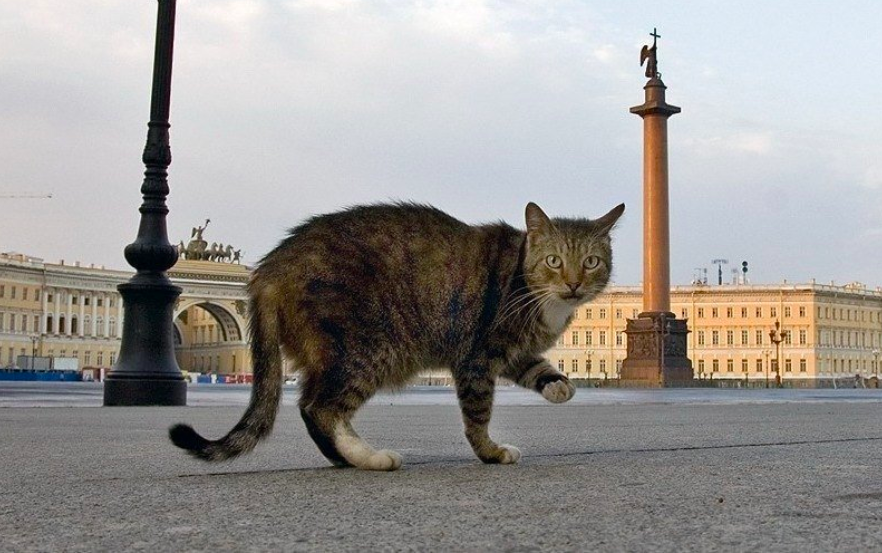 Коты санкт петербурга картинки