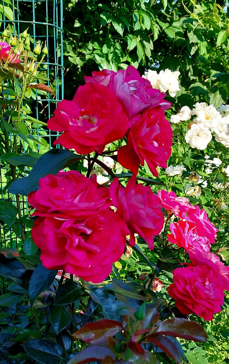 Стимуляции роз. Розы растут. Красные розы на цветочники. Цветочница Анюта розы. Стимуляция роз.