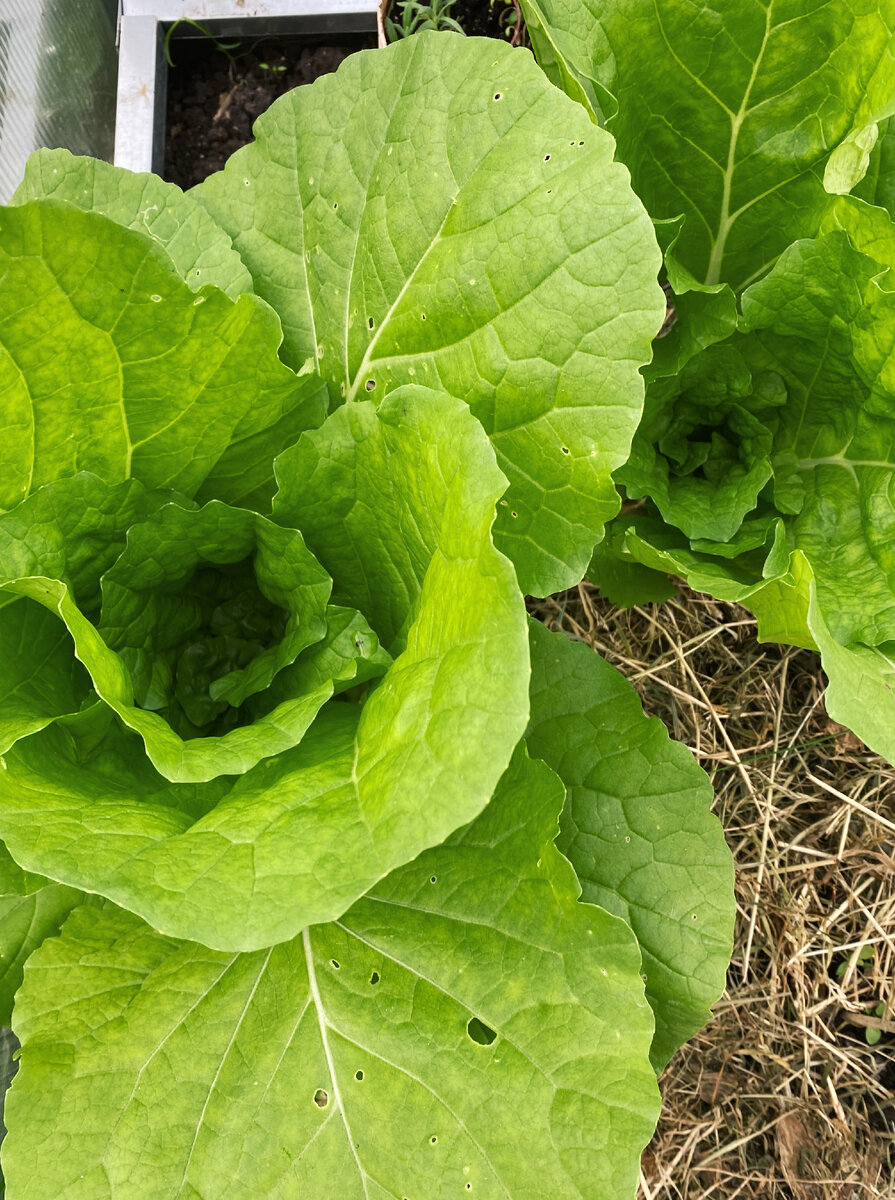 Пекинка "Маленькое чудо", до чего живучая капуста, чего она у меня только не претерпела, а вот с каждым днем растет как по часам