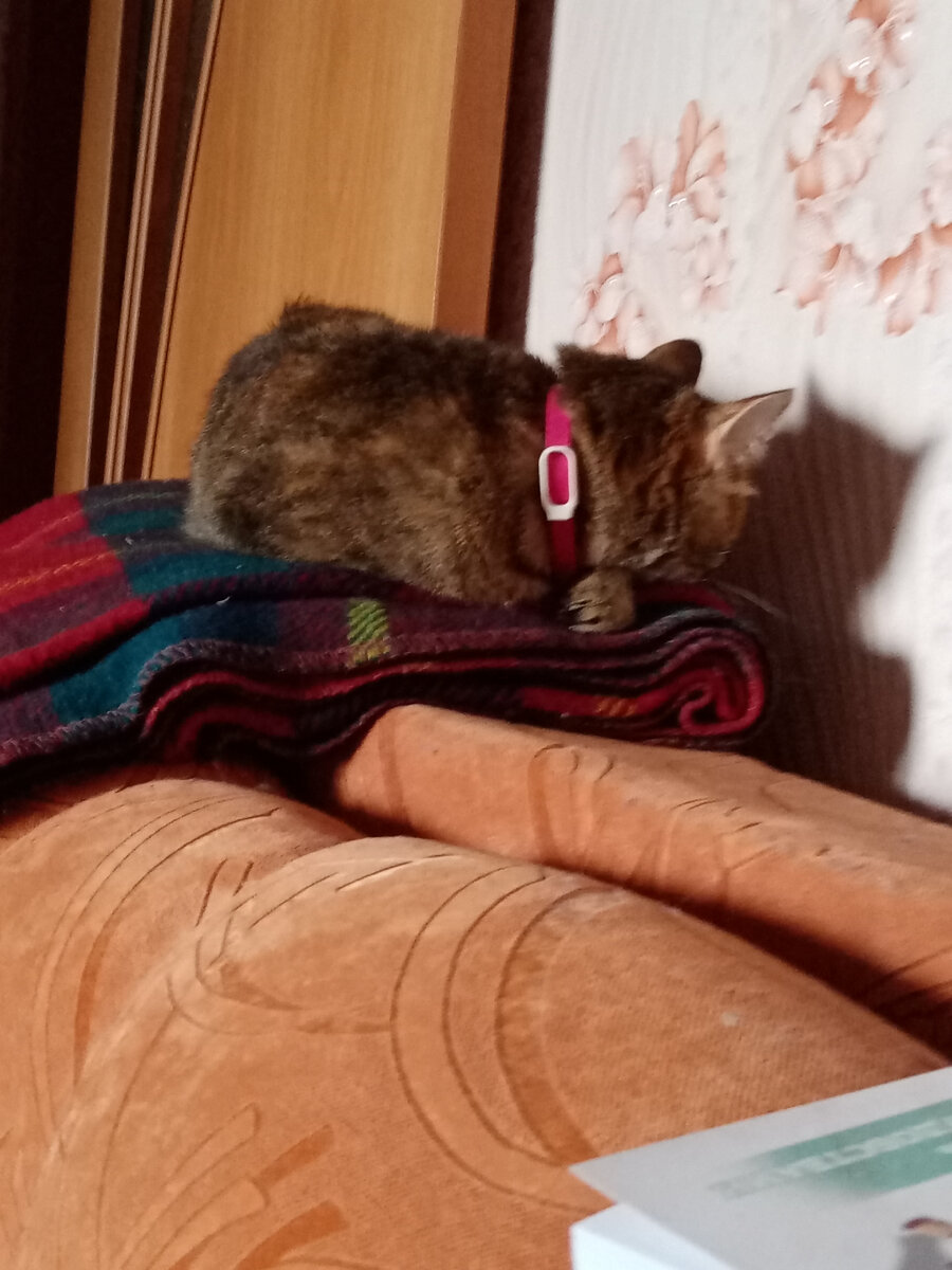 Белка после второй поездки в гости и после бессонной ночи с блохами.