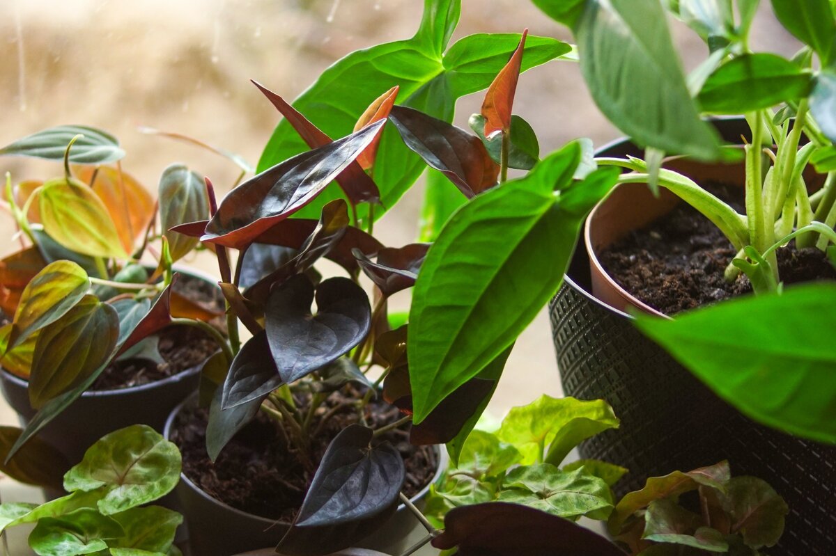     Правильно ли вы поливаете домашние цветы? Проверьте себя