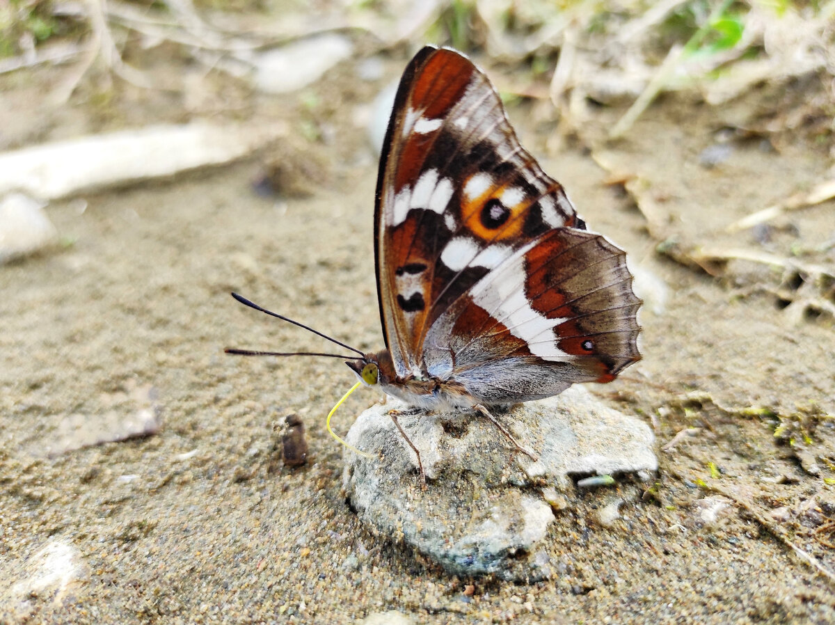 Перели́вница иво́вая. Фото Сергея Чумакова