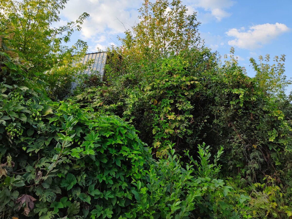 Соседский участок