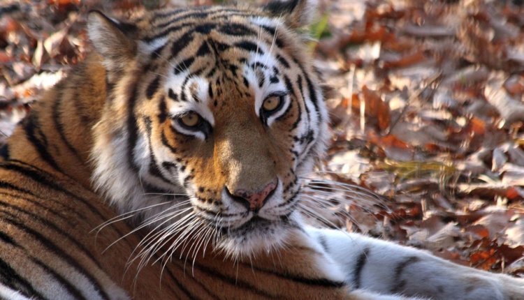 Фото: pixabay.com