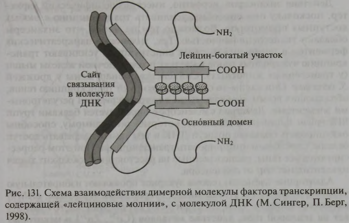 Транскрипция РНК схема. Книги по молекулярной биологии.