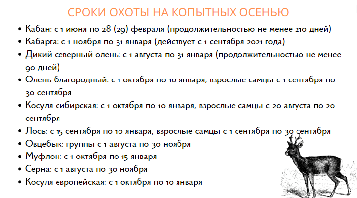 Сроки проведения охоты на копытных осенью 2022
