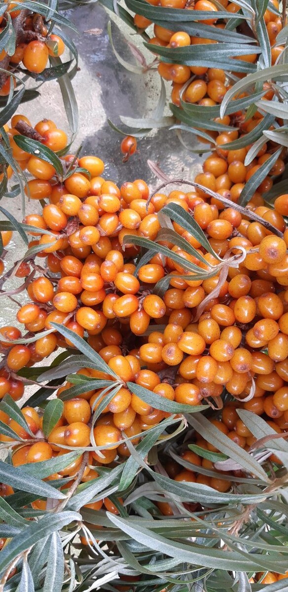 эти поспелее