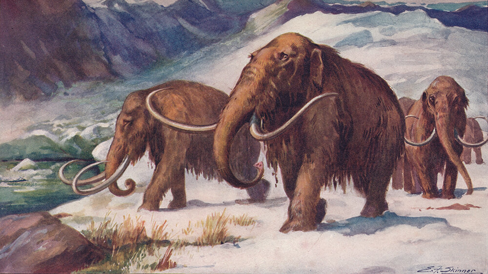     Фото: East News «Ранний ледниковый период». Иллюстрация из издания «Harmsworth History of the World». 1907 г.