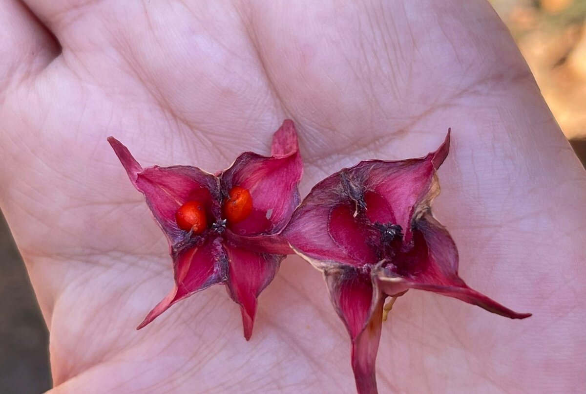 Что это? Плоды чего?