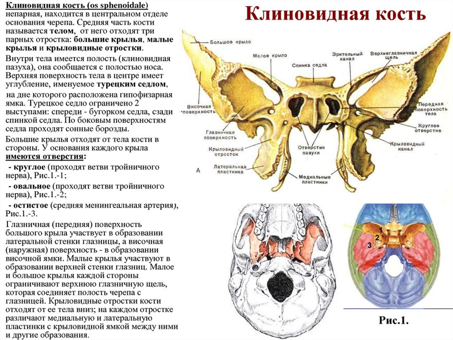 Затылочная верхнечелюстная грудина лобная ключица тазовая. Клиновидная кость вид спереди и сзади. Клиновидная кость вид сзади Синельников. Клиновидная кость черепа сзади. Клиновидная кость медунивер.