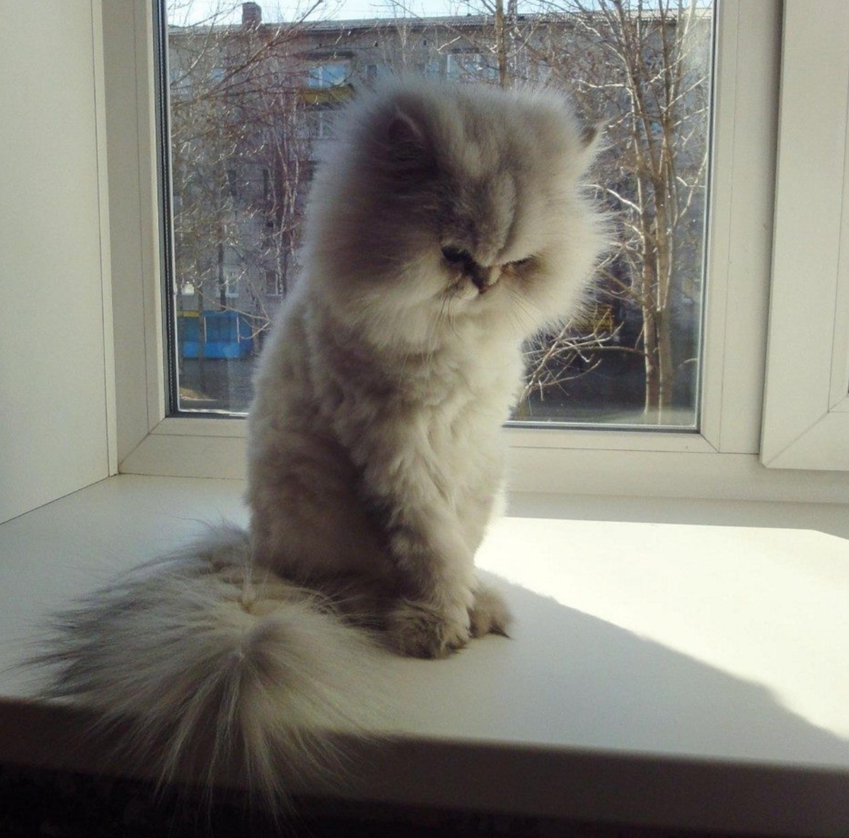 Фото из интернета.