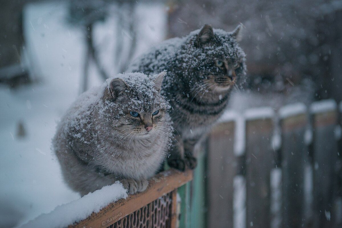 Ð¤Ð¾ÑÐ¾ Ð·Ð°Ð¸Ð¼ÑÑÐ²Ð¾Ð²Ð°Ð½Ð¾ Ð¸Ð· Ð¯Ð½Ð´ÐµÐºÑ. ÐÐ°ÑÑÐ¸Ð½ÐºÐ¸