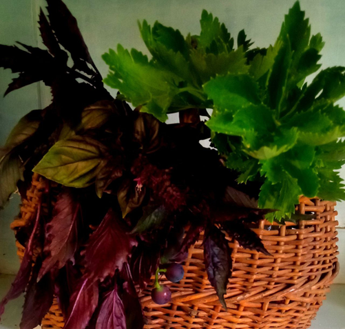 Зелень базилика не только вкусна и ароматна, но и привлекательна на вид. Фото автора.