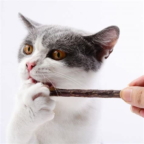 Мататаби для кошек: что это такое и для чего применяется - полезная информация | Название сайта