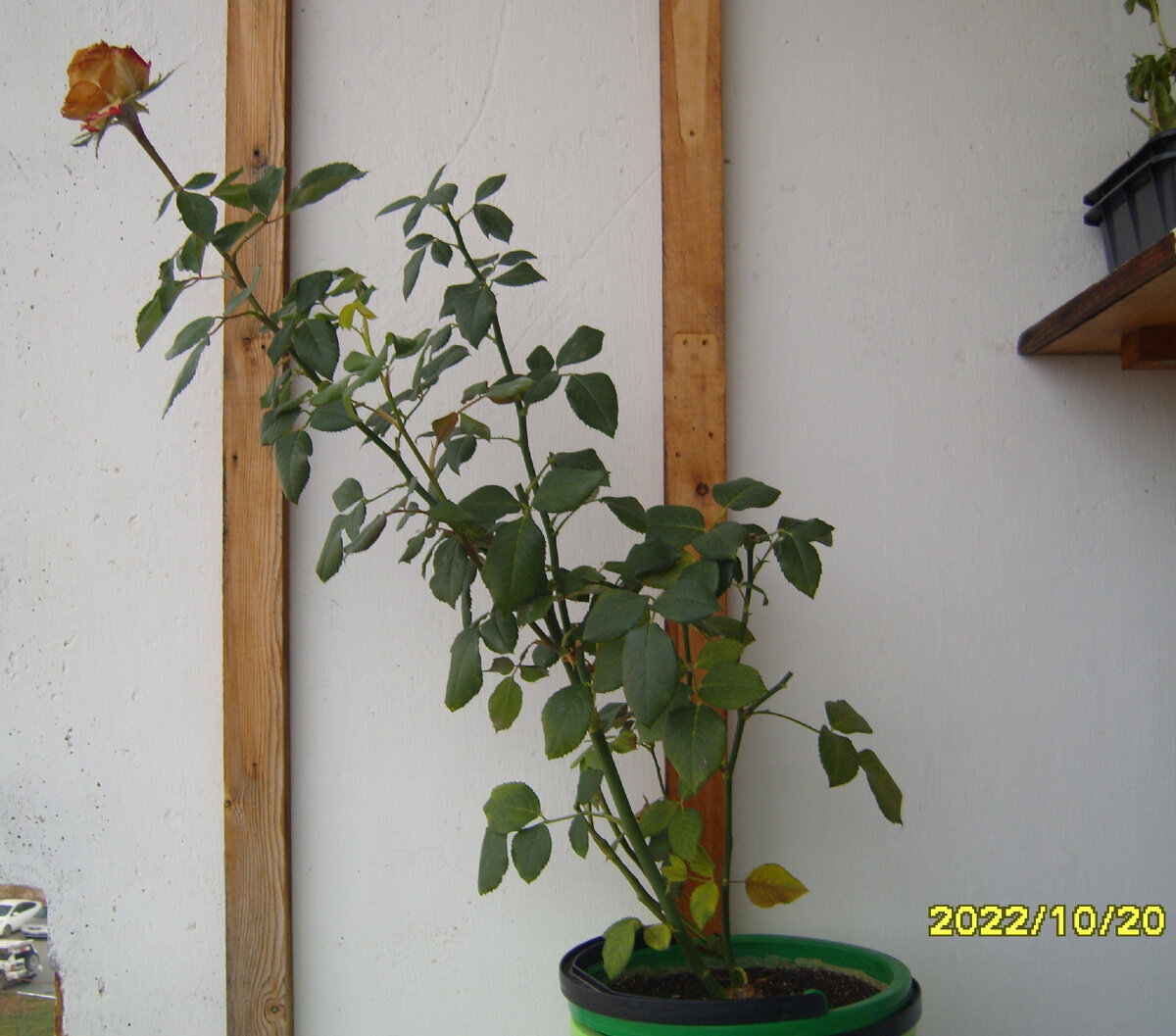 Роза Lipstick 20 октября 2022 года