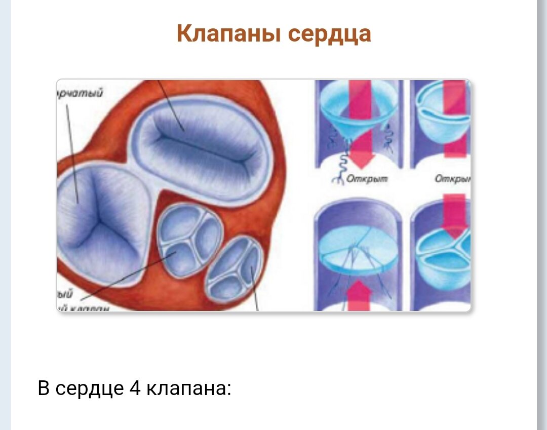 Собачье