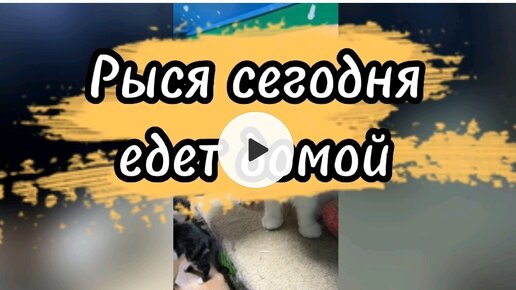 Рыся едет домой 🐈🙏