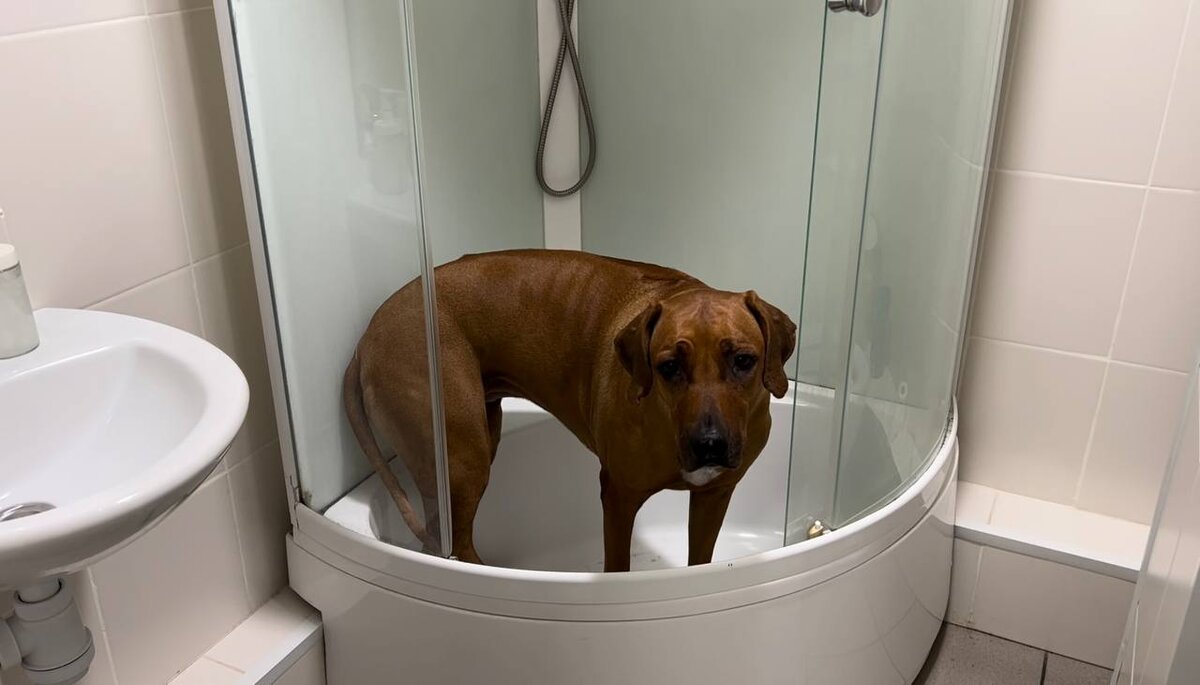 Путешествие собачников // Казань