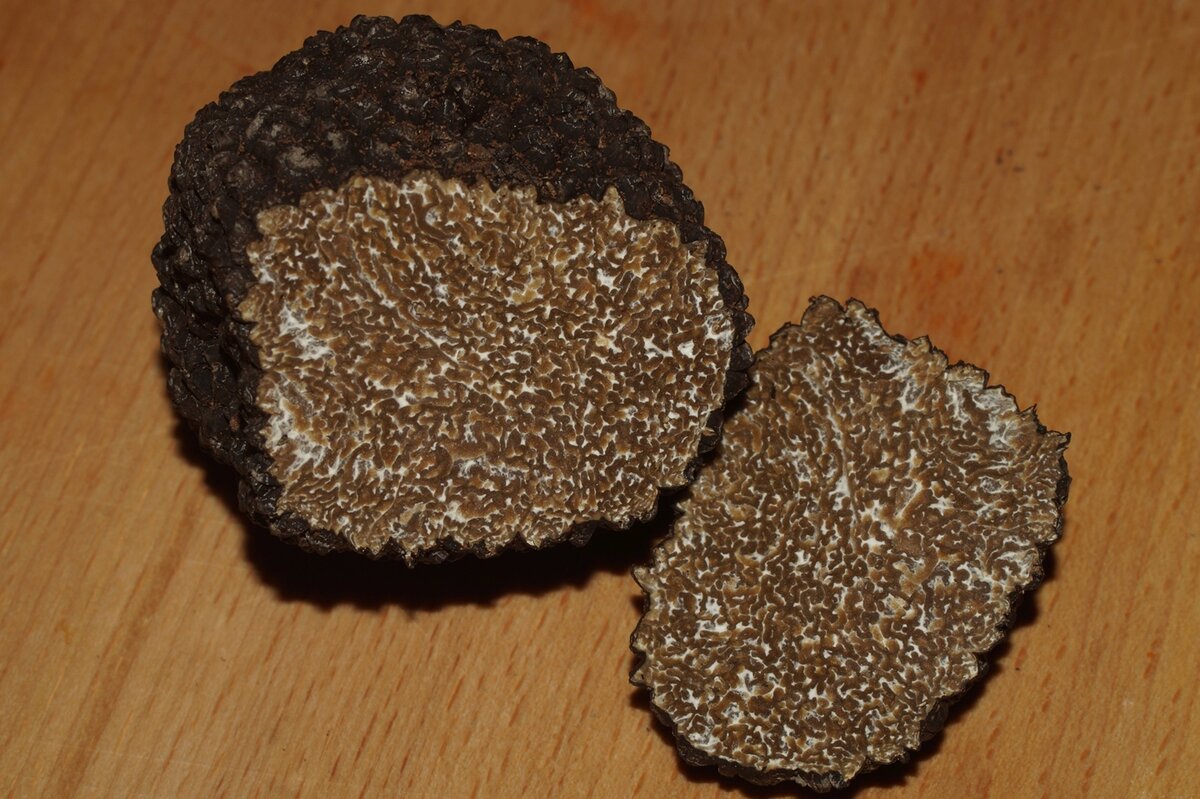 Трюфель черный летний, фото Сергея Прокофьева.