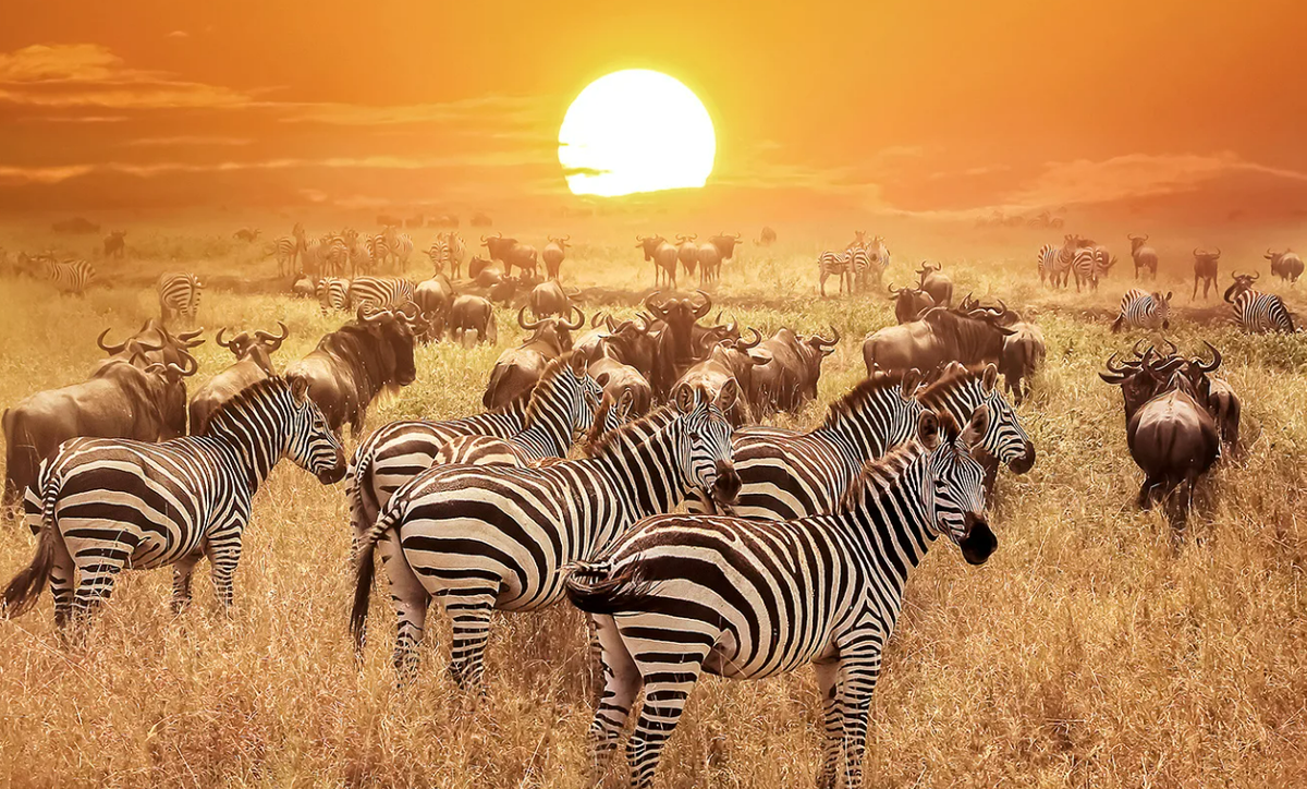 Крюгер юар нац. Кения саванна. Заповедник масаи мара. Биоразнообразие африки. Животный мир юар.